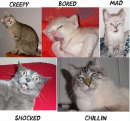 Cats