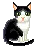  kitty