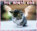 my angel cat