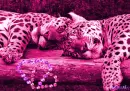 pinky, feline, love