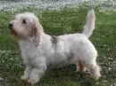Petit Basset Griffon Vendeen