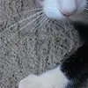 Cat nose