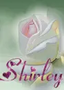 Shirley