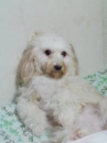 cute puppy