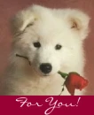 Dog with flower