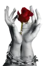hands and rose