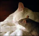 :)cat