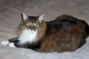 my kitty