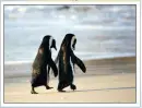 cute penguins holding hands