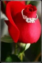 rOse & ring