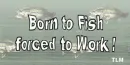 Born to fish forced to work