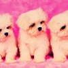 puppies!