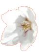 WHITE FLOWER