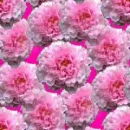 background4