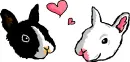 Bunny love