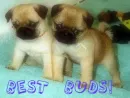 bets buds