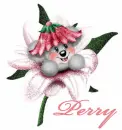 Perry