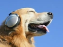 music dog