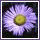 flower annema