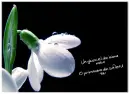 spring flower