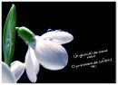spring flower