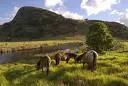 horses grazing in a field