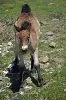 foal standing at the camera