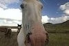 horse right at the camera