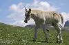 horse walking in the field