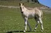 a beautiful colt standing in a field