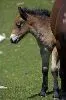 colt hiding behind its mama
