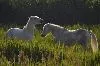 these horses are playing in a pasture