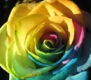rainbow rose
