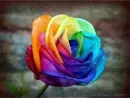 colorful rose