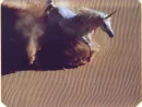 desert unicorn