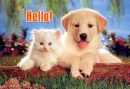 Hello!