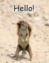 Hello!