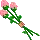 pink roses
