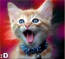 Cute kitty cat