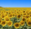 Sun Flowers