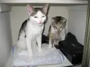 funny cat