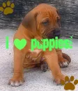 i <3 puppies!