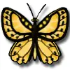 butterfly