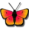 butterfly2