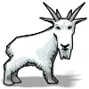 goat