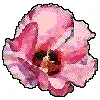 red rose