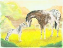 appaloosa