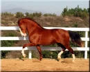 one of my horses