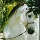 one of my horses