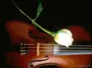 violin n rose